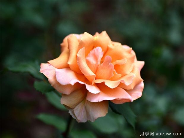 介紹一下月季花？(圖1)