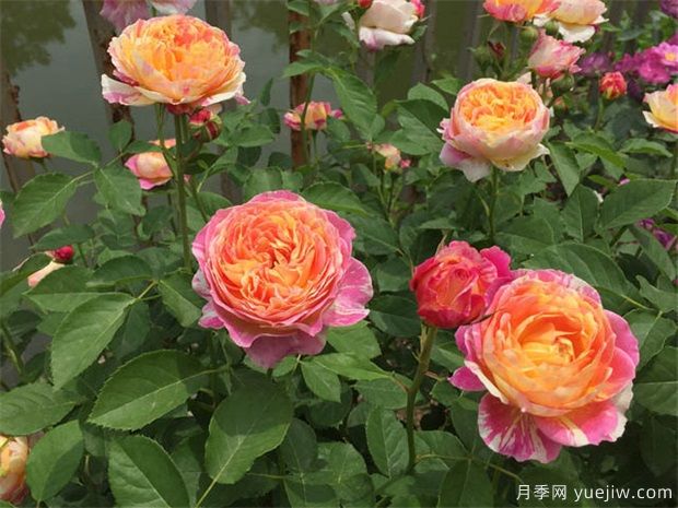 月季花適宜盆栽養(yǎng)殖嗎？(圖1)