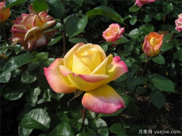 大花美人月季的特點(diǎn)？大花月季怎么修剪？(圖1)