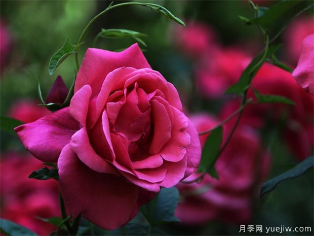怎樣使月季冬季開花？(圖1)