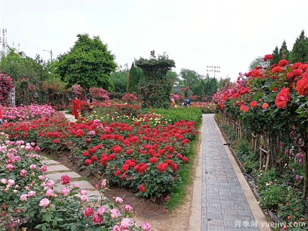 國家公園建設(shè)，將帶動這些苗木的需求市場(圖1)