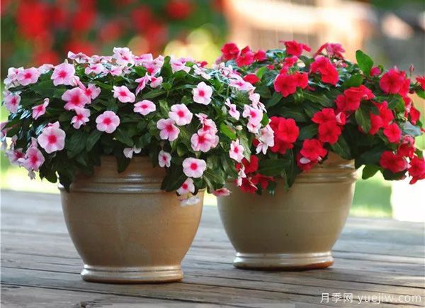 幾種讓花園充滿浪漫色彩的粉色花卉，滿足少女心(圖6)