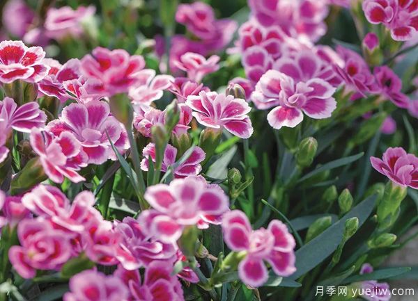 幾種讓花園充滿浪漫色彩的粉色花卉，滿足少女心(圖4)