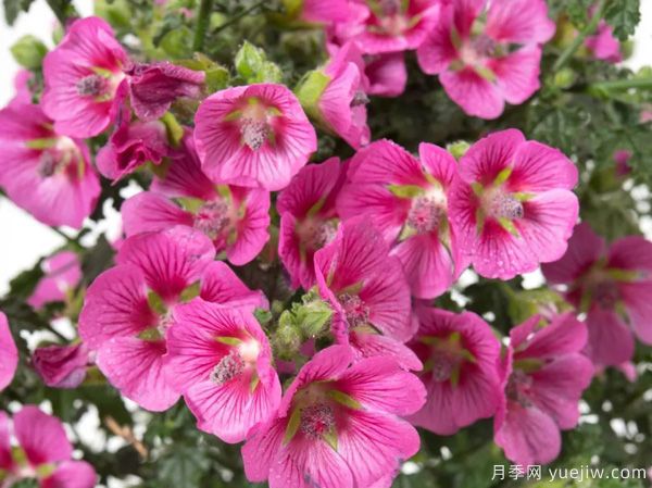 幾種讓花園充滿浪漫色彩的粉色花卉，滿足少女心(圖7)