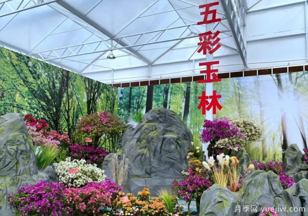 花開八桂壯美廣西，第二屆廣西花卉苗木交易會(huì)開幕(圖2)