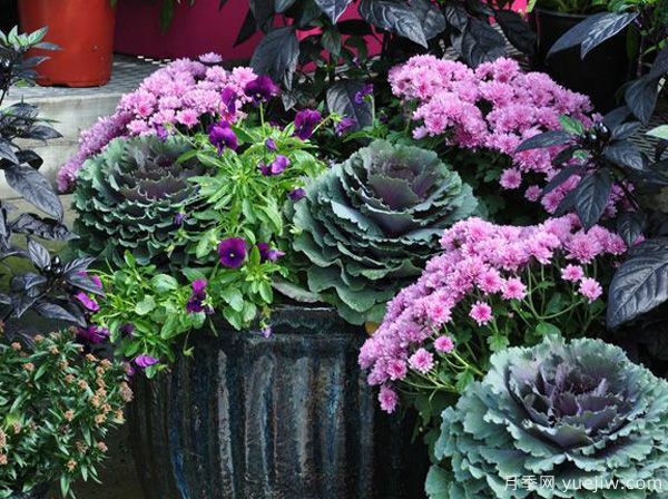 庭院適合種哪些花卉植物？冬天來了更漂亮(圖2)