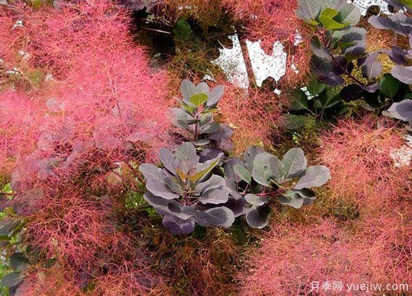 庭院適合種哪些花卉植物？冬天來了更漂亮(圖3)