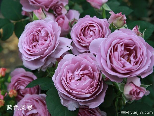 藍(lán)色風(fēng)暴和藍(lán)色陰雨的優(yōu)缺點(diǎn)是什么？對(duì)比(圖1)