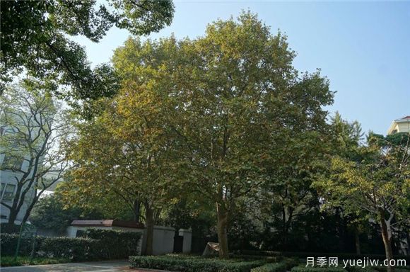 五角楓與元寶楓如何區(qū)別？三個方面輕松分辨(圖2)