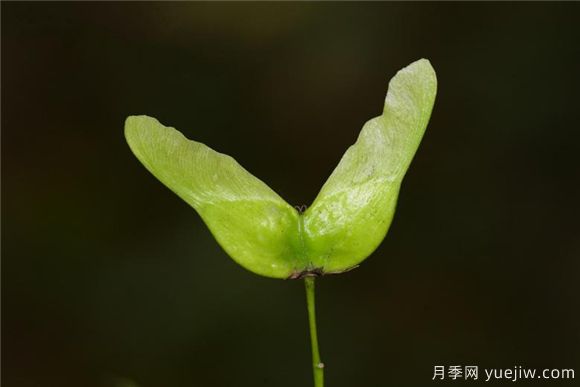 五角楓與元寶楓如何區(qū)別？三個方面輕松分辨(圖5)