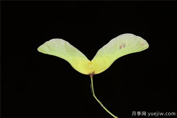 五角楓與元寶楓如何區(qū)別？三個方面輕松分辨(圖6)
