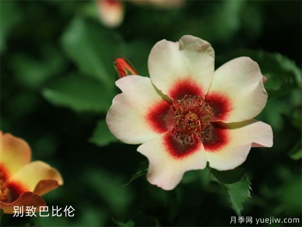 苗木打基礎(chǔ)，“種、密、土、肥、水”要到位！(圖1)
