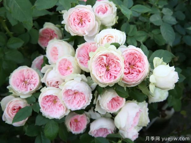 推薦14個耐雨淋的月季品種，這個秋季不怕雨(圖1)
