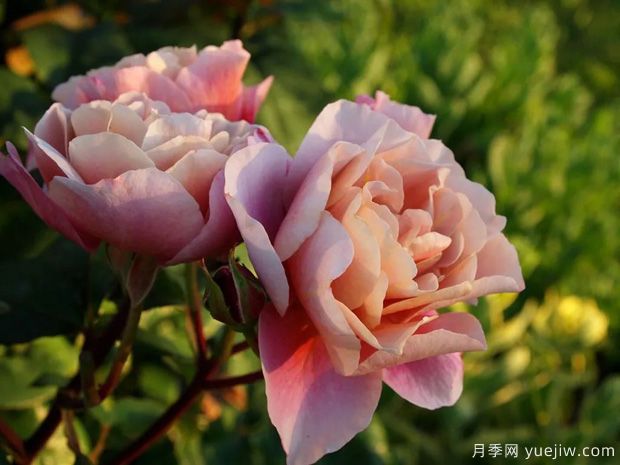 推薦14個耐雨淋的月季品種，這個秋季不怕雨(圖6)