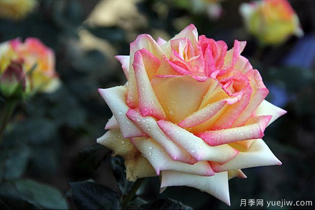月季花的3個(gè)繁殖方法(圖1)