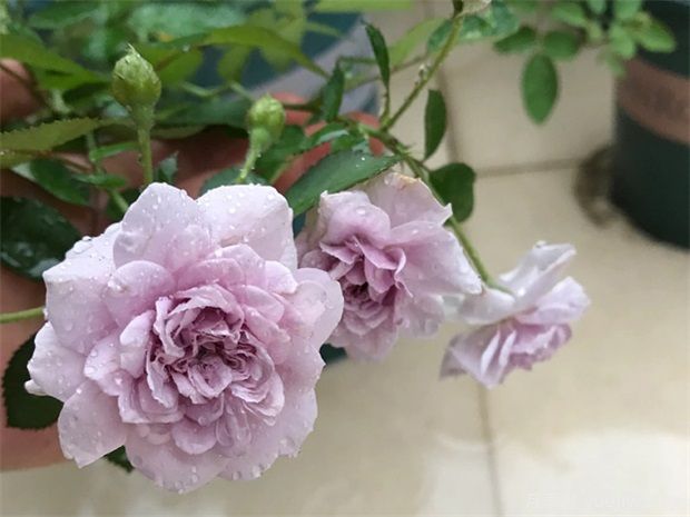 推薦5種藍(lán)色月季，網(wǎng)紅品種并且花量大花期長(圖2)