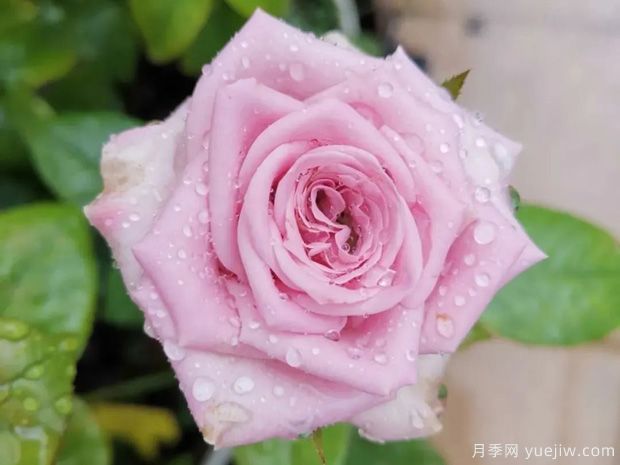 推薦5種藍(lán)色月季，網(wǎng)紅品種并且花量大花期長(圖4)