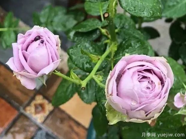 推薦5種藍(lán)色月季，網(wǎng)紅品種并且花量大花期長(圖5)