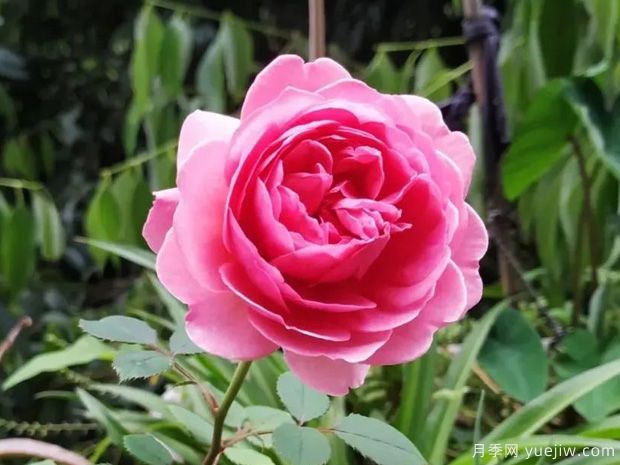 推薦8種灌木月季品種，經(jīng)典驚艷花量豐富(圖4)