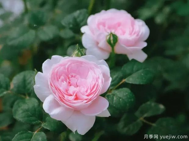 推薦8種灌木月季品種，經(jīng)典驚艷花量豐富(圖6)