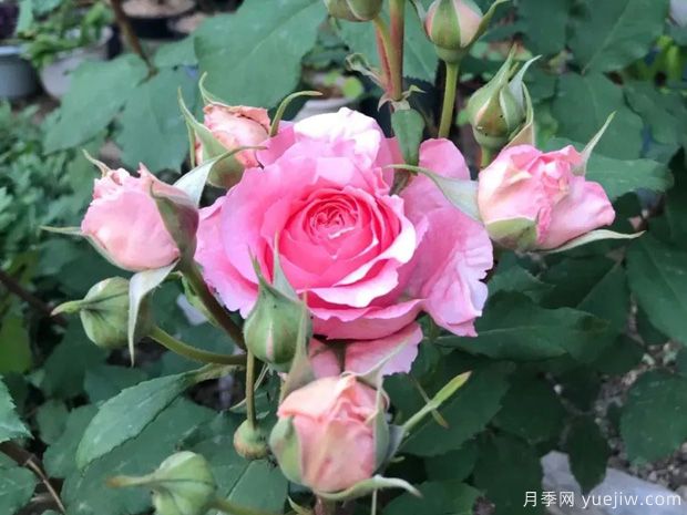 推薦8種灌木月季品種，經(jīng)典驚艷花量豐富(圖7)