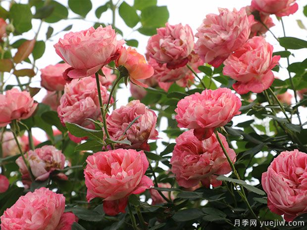 推薦2個(gè)藤本月季，粗放管理四季開(kāi)花不斷(圖1)