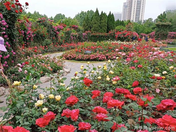 用途廣大的月季花，不可估量的月季價值(圖1)