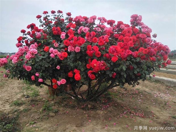 月季花苞到開花要多久？影響因素是什么(圖1)