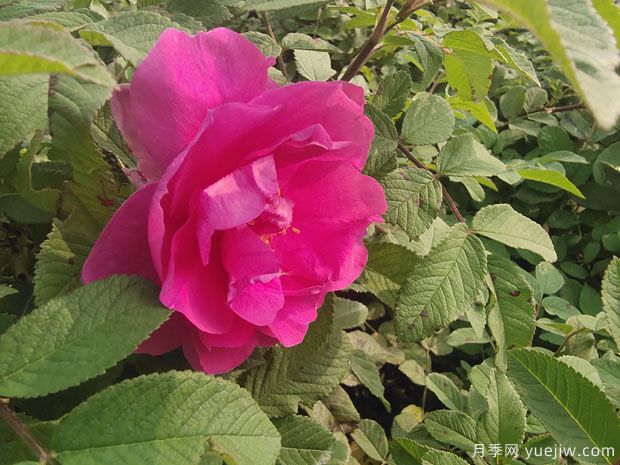 四季玫瑰的種植方法和養(yǎng)護要點(圖1)