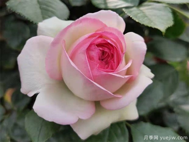 秋天月季養(yǎng)護(hù)小知識(shí)，秋季修剪和澆水與病蟲(chóng)害防治(圖1)
