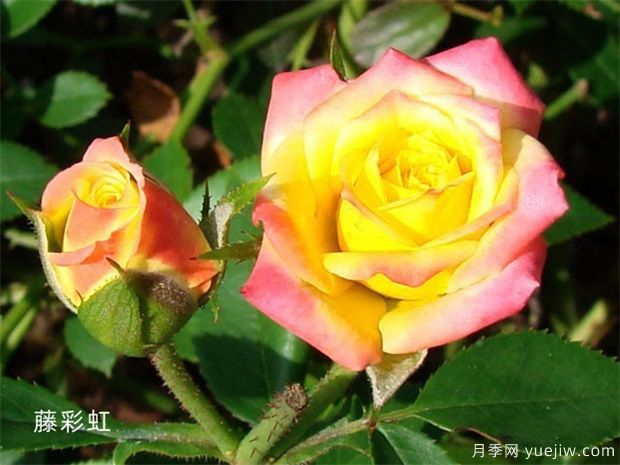 推薦11個小型藤本月季品種，2米以下適合小空間(圖5)