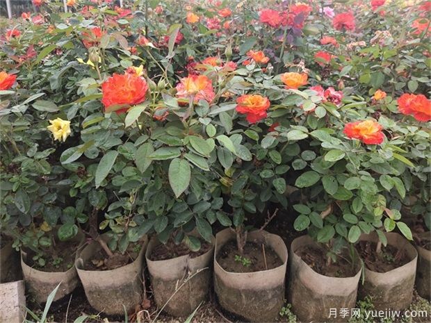 盆栽的月季花如何過冬？(圖1)