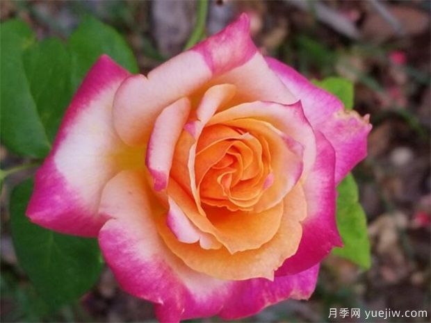 切花月季的繁殖方法有哪些？栽培技術(shù)分享(圖1)