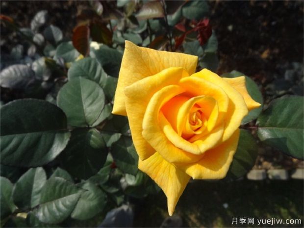 黃玫瑰代表什么意思？黃玫瑰寓意？黃玫瑰的花(圖1)