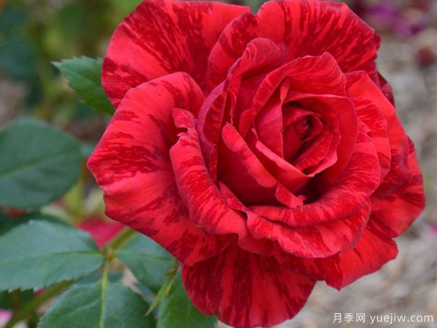 月季花苗在夏天怎么養(yǎng)護(hù)？(圖1)