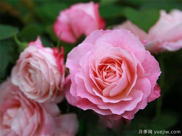 室內(nèi)能種植好月季花嗎？做好這四點，植株旺開花多(圖1)
