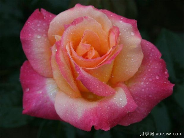 室內(nèi)能種植好月季花嗎？做好這四點，植株旺開花多(圖3)