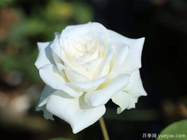 推薦6個(gè)漂亮月季品種，號(hào)稱全網(wǎng)零差評(píng)的完美(圖3)