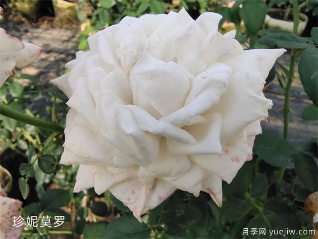 推薦6個(gè)漂亮月季品種，號(hào)稱全網(wǎng)零差評(píng)的完美(圖6)