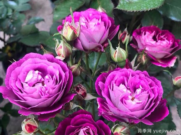 冬季苗圃這么澆水，減少一半凍傷量(圖1)