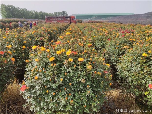 種什么花木不愁銷、利潤(rùn)高、比較有前景？(圖1)