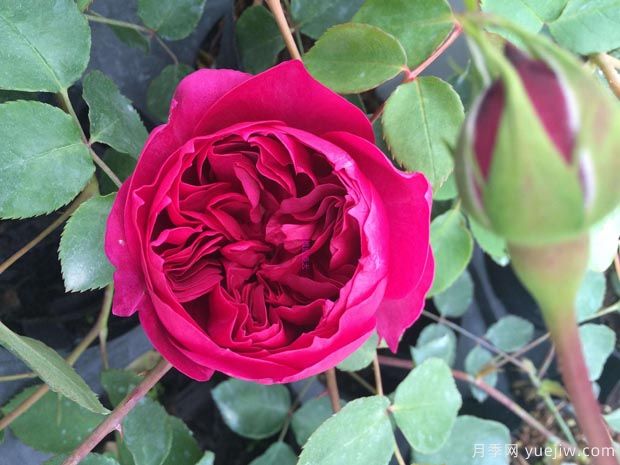 秋日胭脂月季介紹，花色豐富花型多變(圖1)
