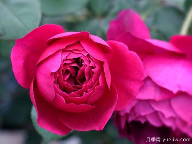 秋日胭脂月季介紹，花色豐富花型多變(圖2)