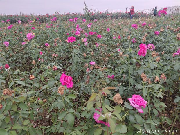 爬藤月季和薔薇有什么不同？哪個(gè)更漂亮？(圖1)