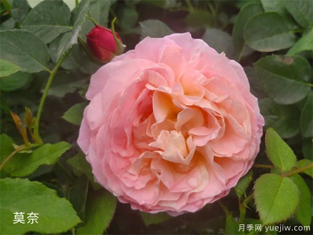 月季花施肥方法，月季養(yǎng)護如何施肥(圖1)