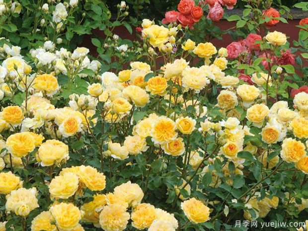 推薦8種藤本月季，抗病性強(qiáng)好養(yǎng)好看愛開花(圖7)