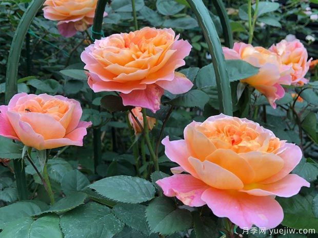 推薦8種藤本月季，抗病性強(qiáng)好養(yǎng)好看愛開花(圖6)