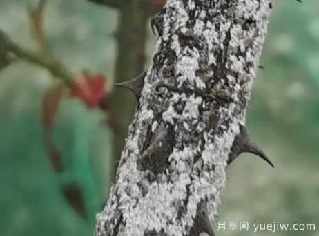 月季枝干上有許多小白點(diǎn)，可能是桑盾蚧在危害(圖3)