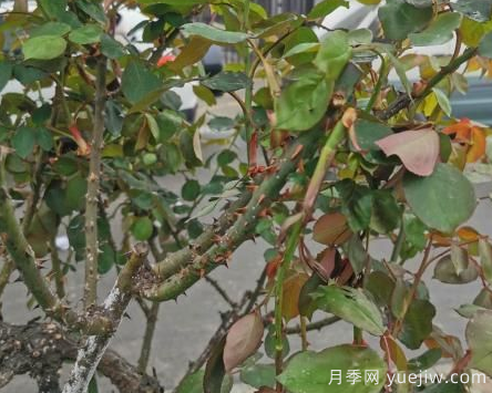 月季枝干上有許多小白點(diǎn)，可能是桑盾蚧在危害(圖2)