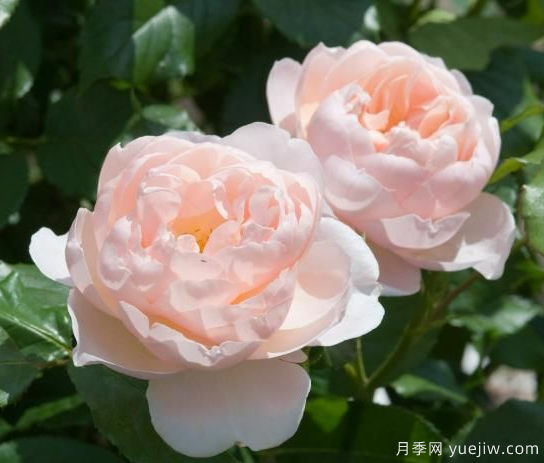 35個(gè)奧斯汀官方推薦的月季品種，抗病強(qiáng)長(zhǎng)勢(shì)好開(kāi)花多花友必選(圖2)